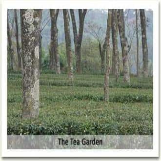 TG Stays Mr Naveen Bhandari Darang Tea Estate, Kangra 4
